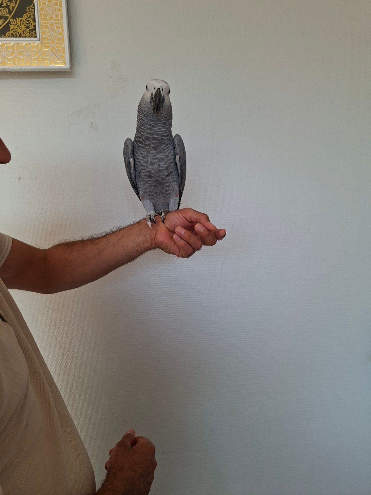 Je vends un perroquet Gris du Gabon (Jaco) âgé de 9 mois. Il, Papegaai