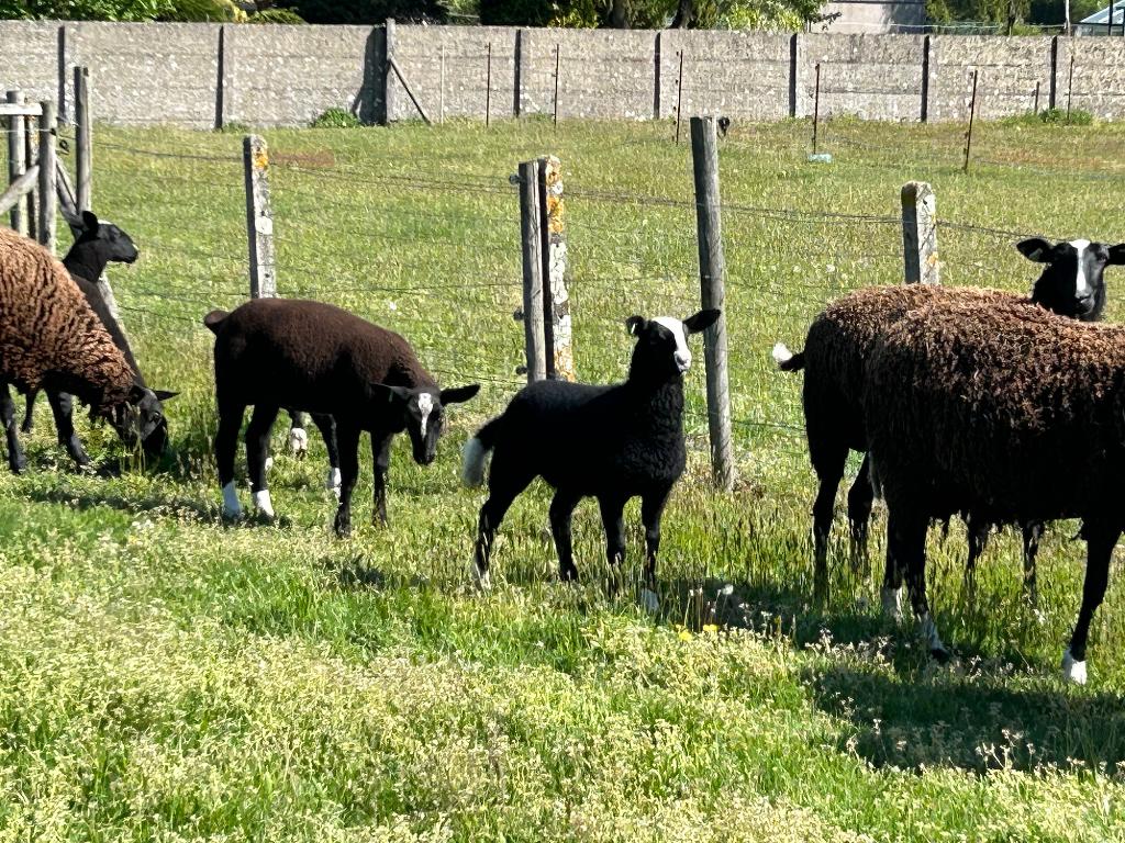 Zwartbles lammeren, Dieren en Toebehoren, Meerdere dieren, Schaap, 0 tot 2 jaar