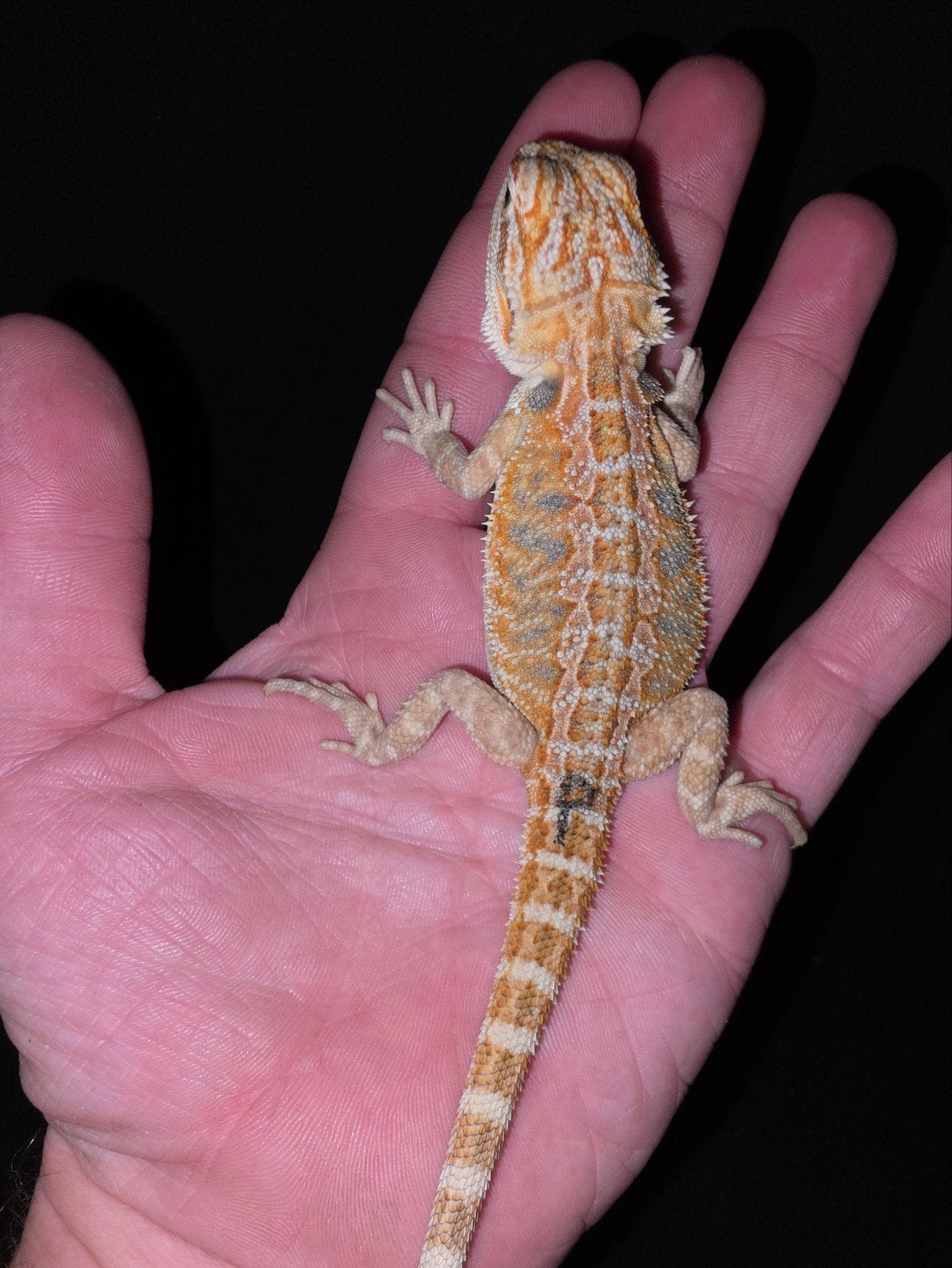 beau dragon barbu hypo bleubar mâle aux agrumes et à l'orang, Lézard, Domestique, 0 à 2 ans