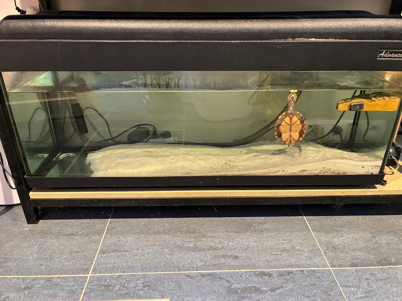 Tortues d’eau sternotherus odoratus, Animaux & Accessoires, Tortue, Domestique, 7 à 10 ans