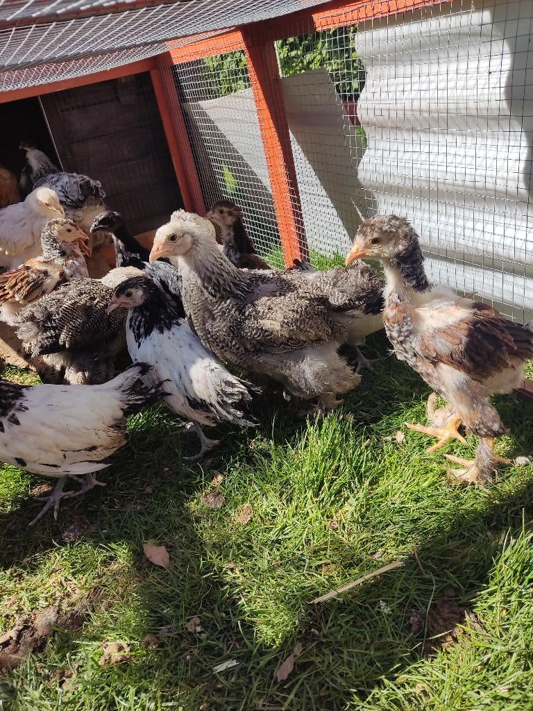 Brahma-kip, Dieren en Toebehoren, Meerdere dieren, Kip