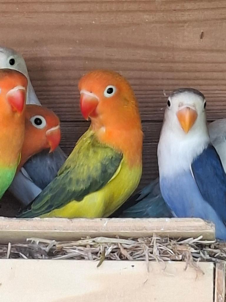 Agapornis fischeri DD groen euwing opaline, Animaux & Accessoires