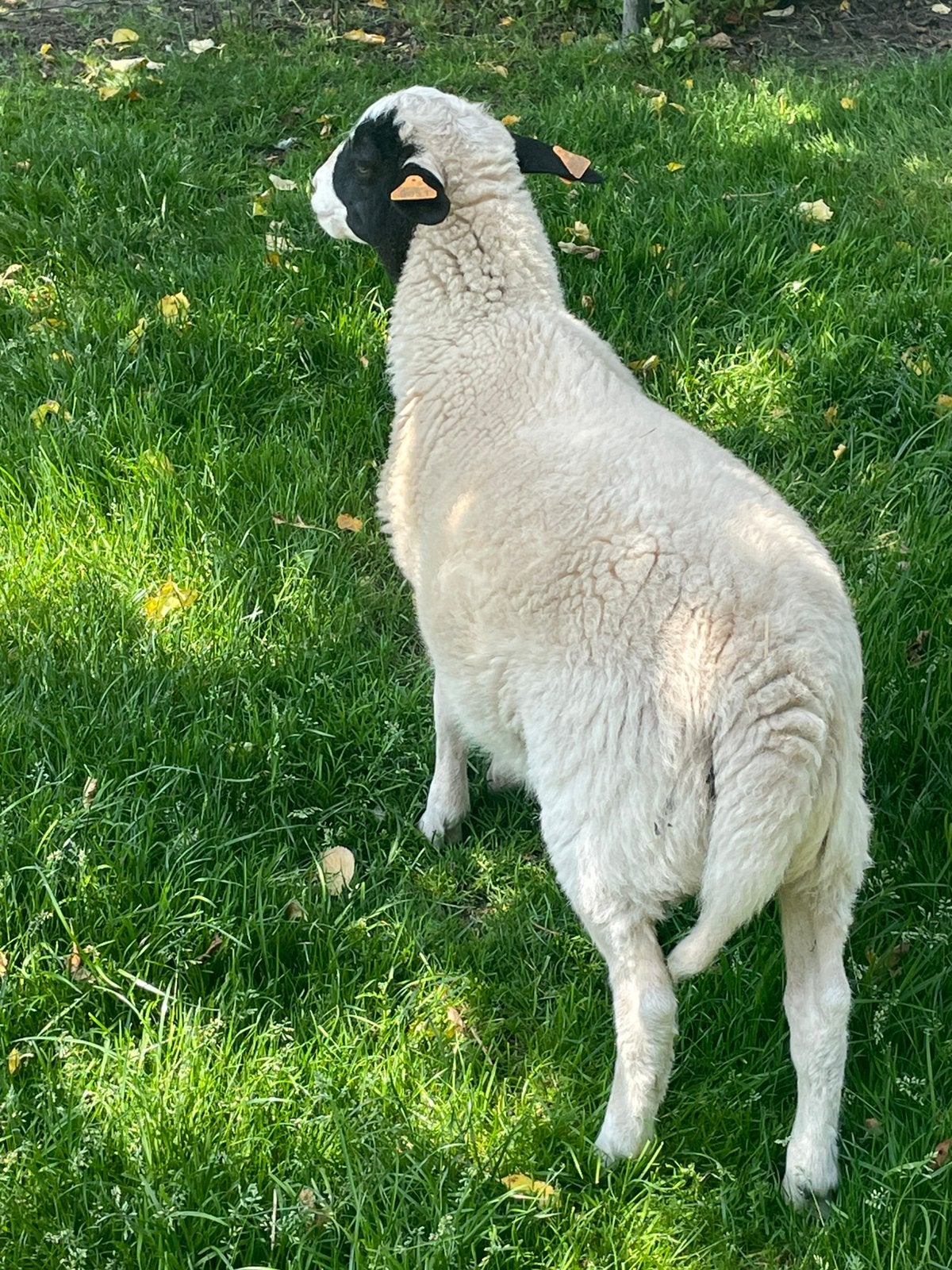 Dorper rammen, Animaux & Accessoires, Moutons, Chèvres & Cochons, Mâle, Mouton, 0 à 2 ans