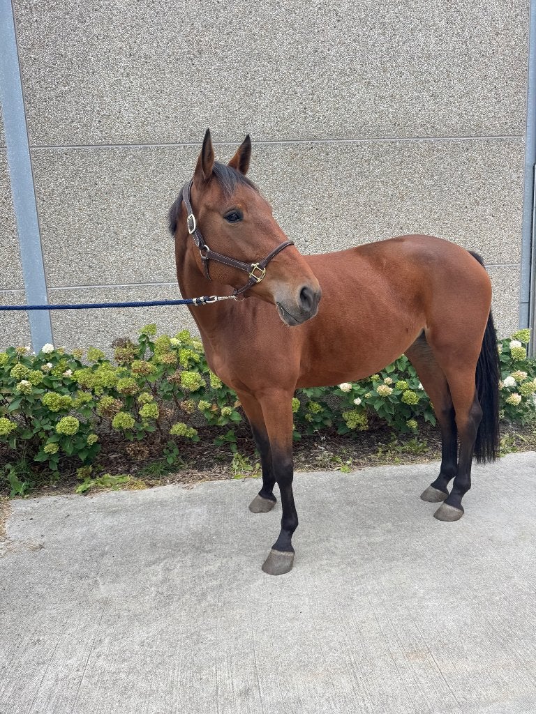 Springmerrie, Avec pedigree, 165 à 170 cm, Ne s'applique pas, Cheval de saut