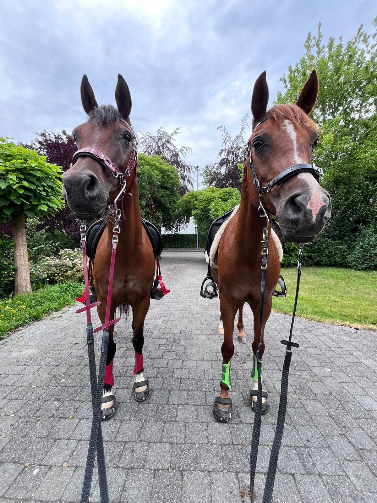 Verzorger/halve stal gezocht voor 2 arabiertjes (Keerbergen), Dieren en Toebehoren, Paarden
