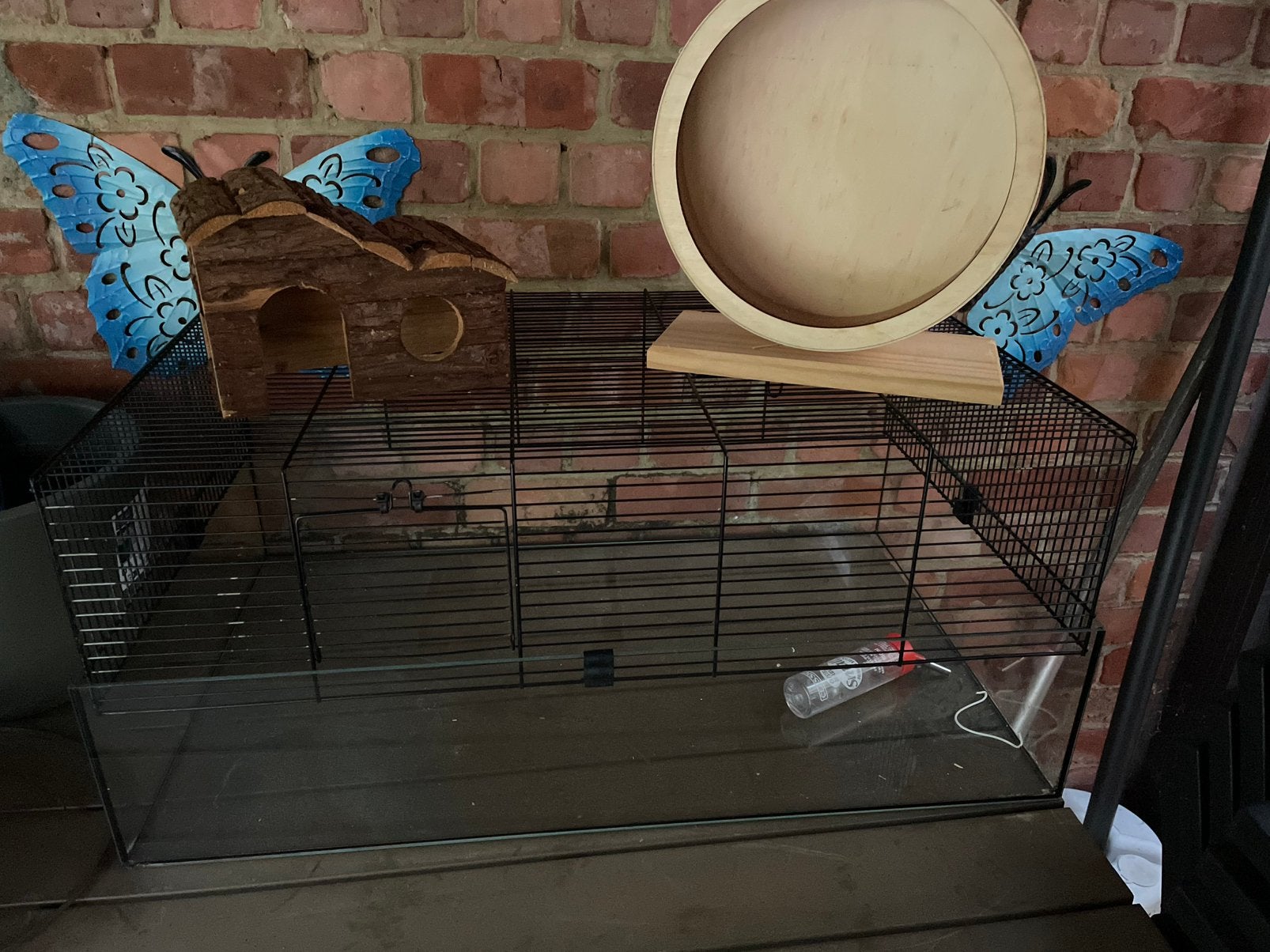 Te koop glazen kooi im heel goede staat met van alles bij, Animaux & Accessoires, Rongeurs, Avril, Sexe inconnu, Rat