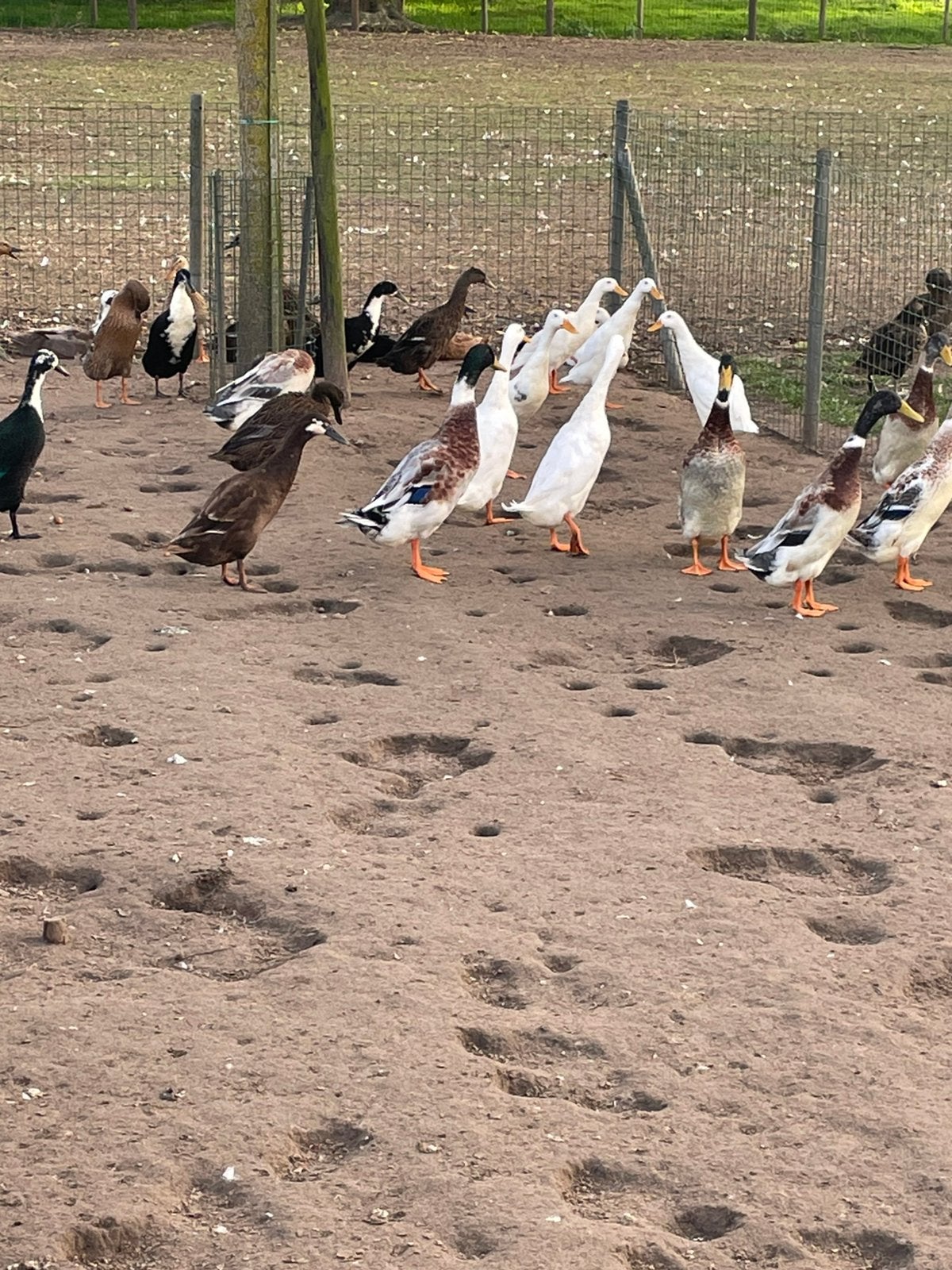 Loopeend, Dieren en Toebehoren, Meerdere dieren, Eend