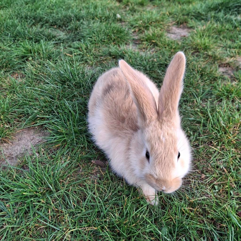 Duitse reus konijntjes, mannetjes en vrouwtjes, Dieren en Toebehoren