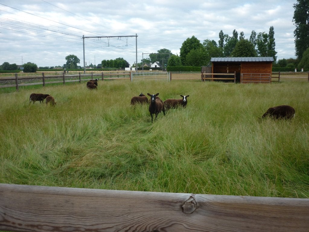zwartblesschapen lammeren, Animaux & Accessoires, Moutons, Chèvres & Cochons, Mouton, Plusieurs animaux, 0 à 2 ans