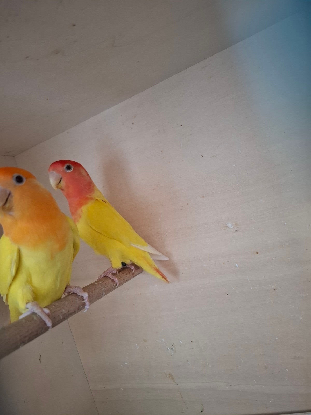 agapornis roseicollie kweekkoppel bewezen, Dieren en Toebehoren, Vogels | Parkieten en Papegaaien
