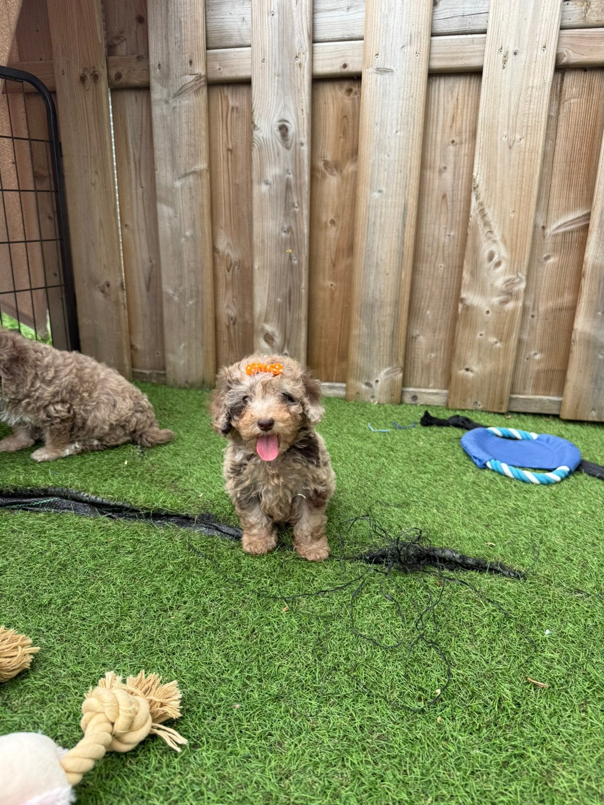 Prachtige toy/dwergpoedel pups choco merle, Caniche, Plusieurs, Hépatite contagieuse (maladie de Rubarth), Belgique