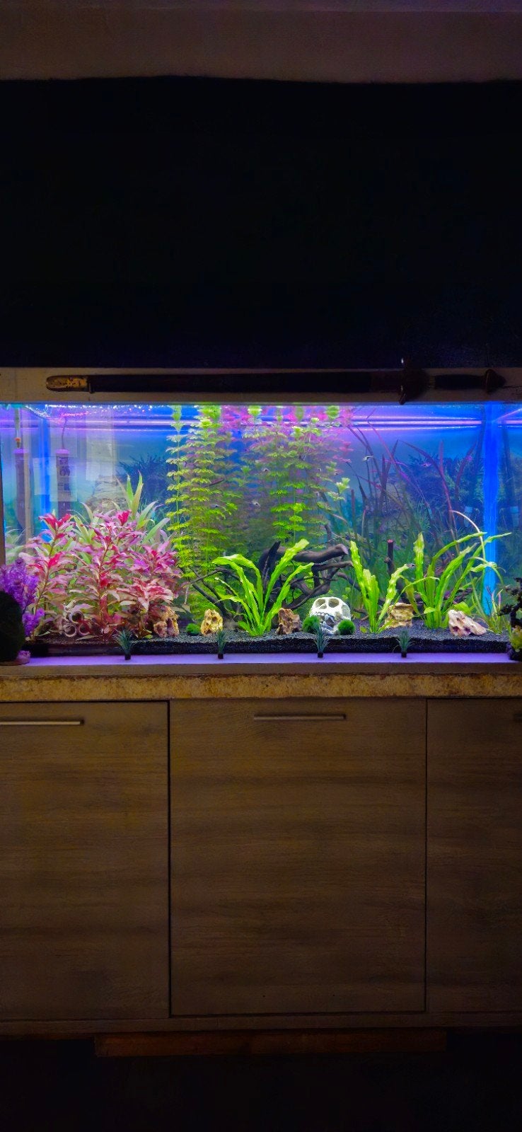 groot compleet aquarium, Aquarium d'eau douce rempli, Comme neuf, Enlèvement, Poissons inclus
