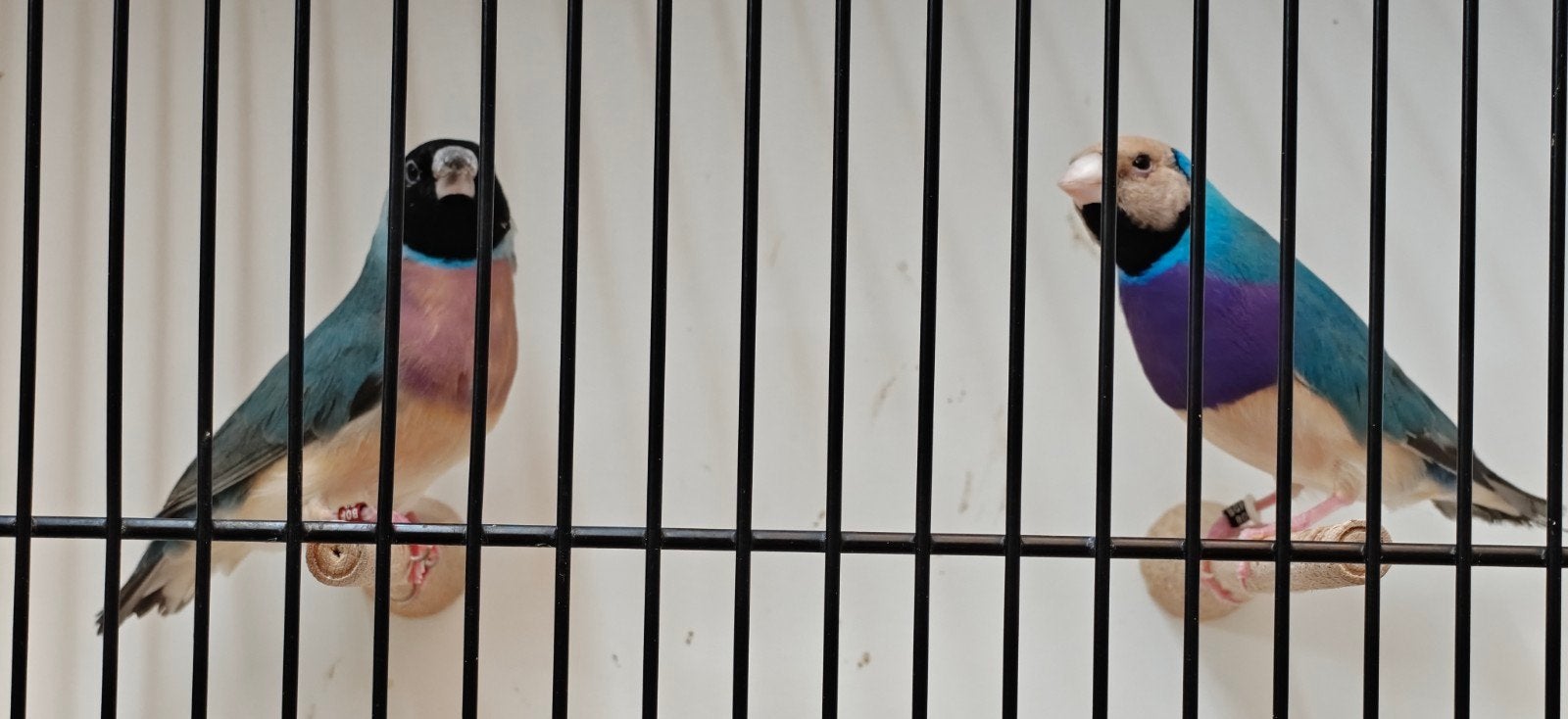 goulds gouldamandines, Dieren en Toebehoren