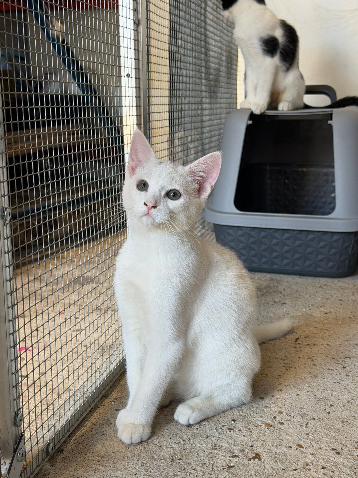 Europese korthaar kittens, Meerdere dieren, Gechipt, 3 tot 5 jaar