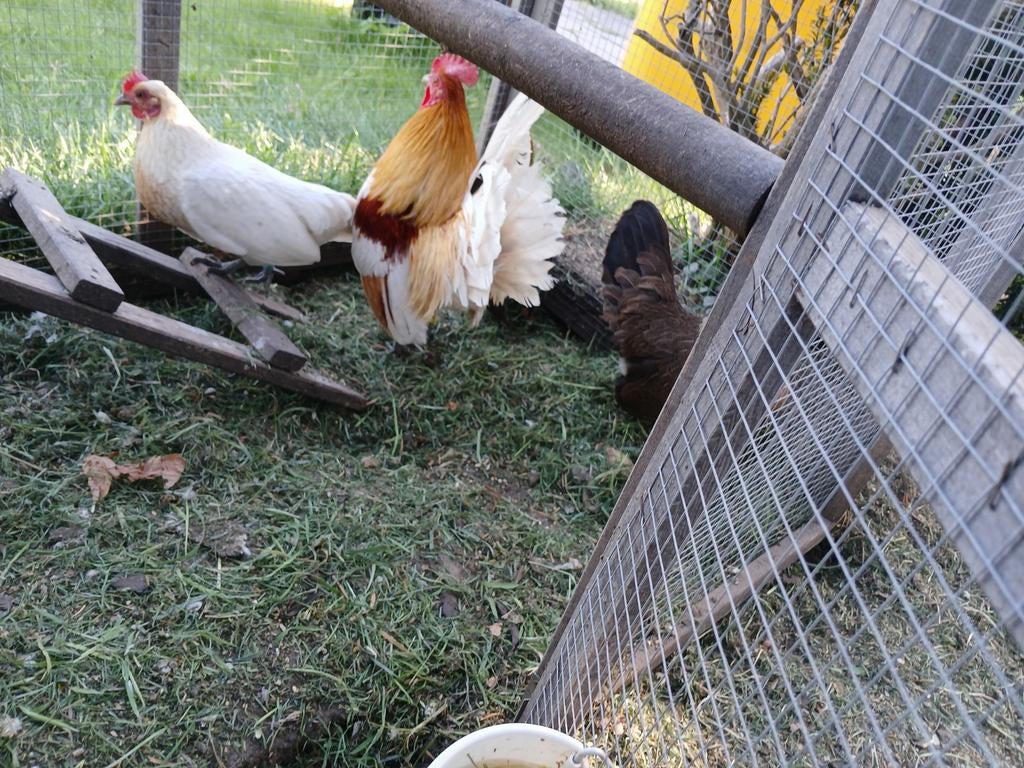 Broedeieren belgische kriel, Dieren en Toebehoren, Pluimvee