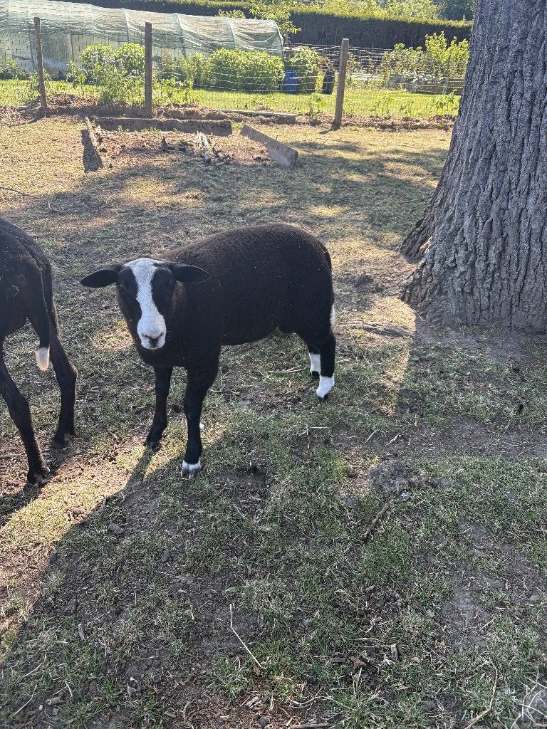 schapen, Dieren en Toebehoren, Schapen, Geiten en Varkens, Mannelijk, Schaap, 0 tot 2 jaar