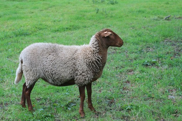 Mooie vosekop bok vanden jaar, Mâle, Mouton, 0 à 2 ans