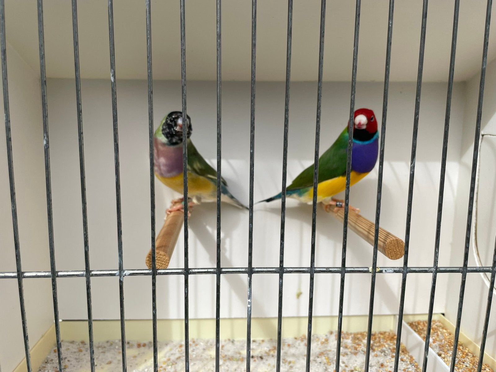 Gouldamandine, Meerdere dieren, Tropenvogel, Geringd