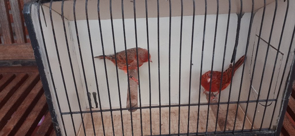 rode pigment kanaries, Dieren en Toebehoren, Meerdere dieren, Kleurkanarie
