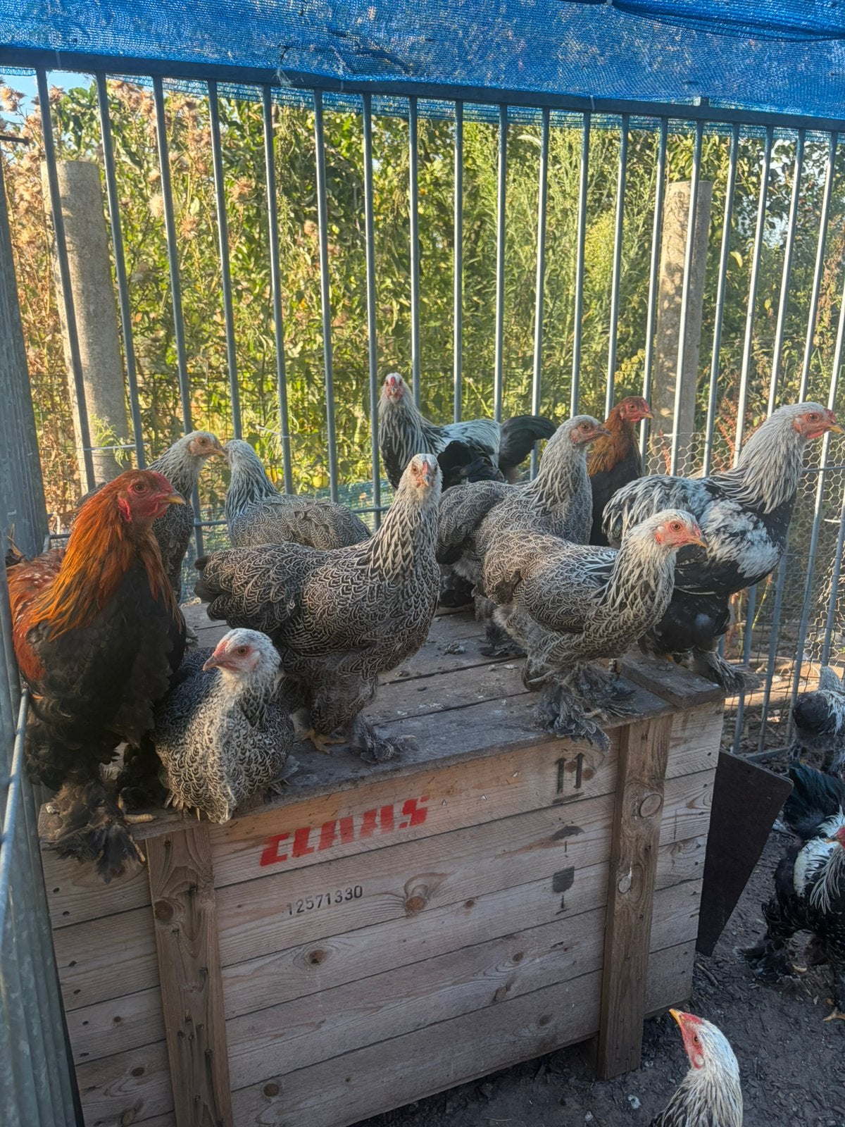 Brahmakrielen te koop – diverse kleurslagen, Dieren en Toebehoren