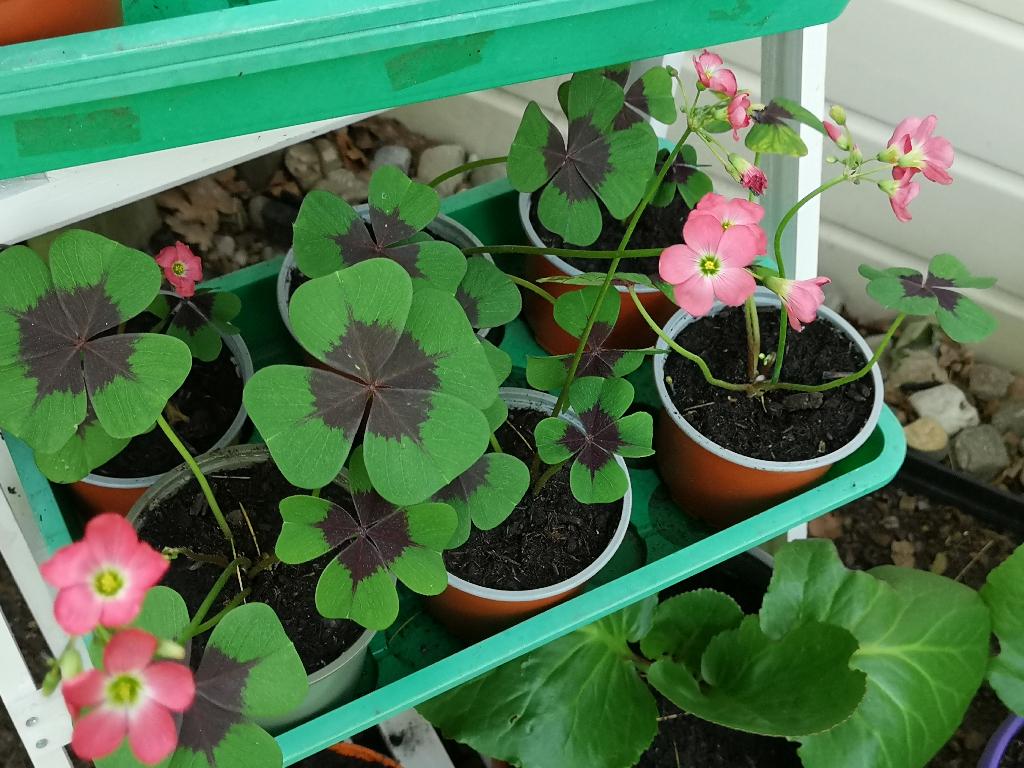 Geluksklavertje / Oxalis deppei, Ophalen, Zomer, Eenjarig, Halfschaduw