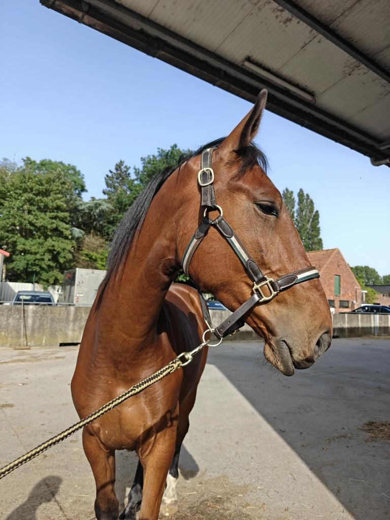 Halve stal aangeboden Dentergem, Springpaard, Ruin, Zadelmak, 3 tot 6 jaar