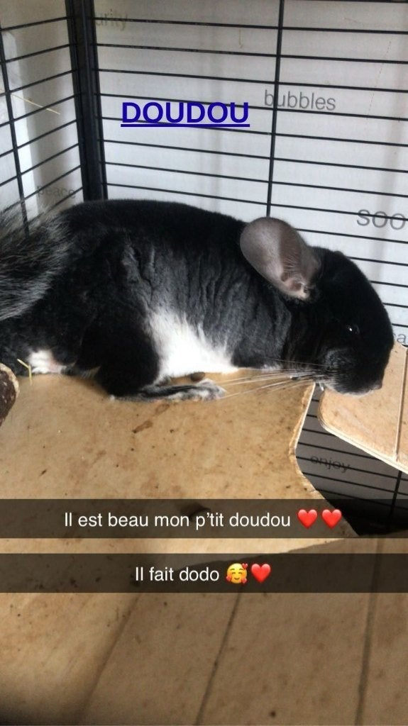 3 chinchilla's te koop — noodverhuizing, Dieren en Toebehoren, Knaagdieren, Maart, Chinchilla, Mannelijk, Tam