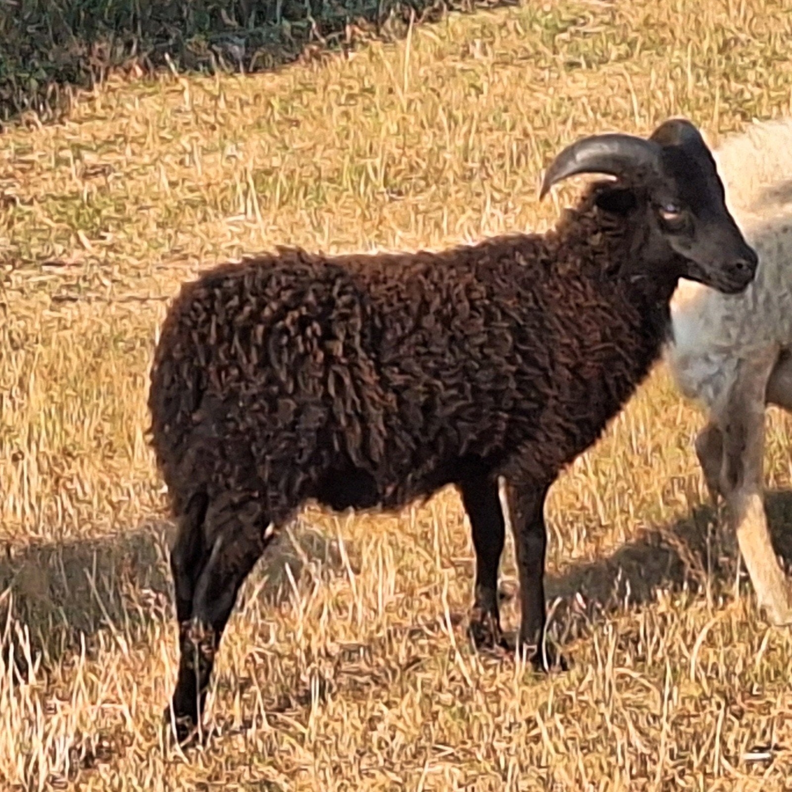 mooi raszuiver ouessant dwergschaap rammetje, Dieren en Toebehoren, Mannelijk, Schaap, 0 tot 2 jaar