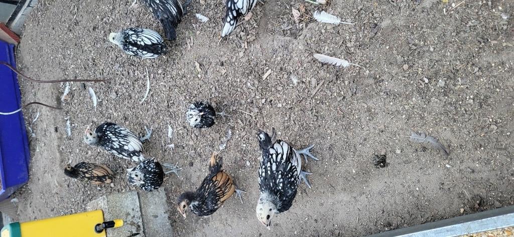 Sebright kipjes, Sports nautiques & Bateaux, Planche à voile, Enlèvement