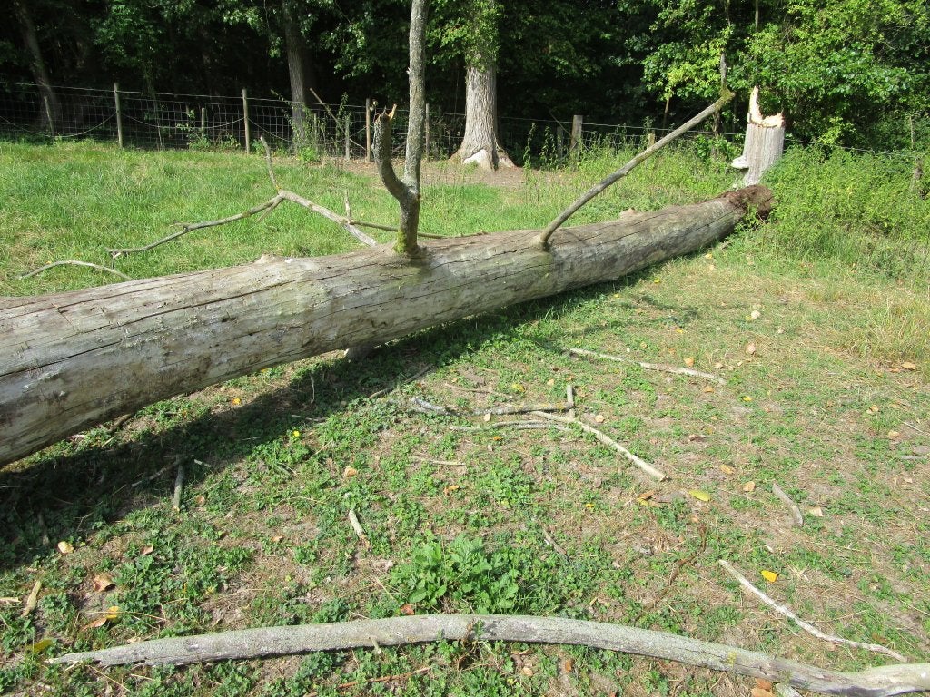 populier brandhout omgewaaide boom, Tuin en Terras, Brandhout, Ophalen