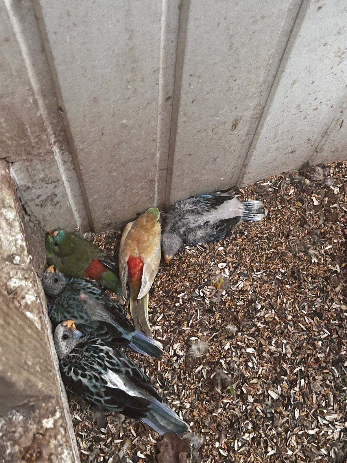 Jonge Rozellas, Dieren en Toebehoren, Vogels | Parkieten en Papegaaien
