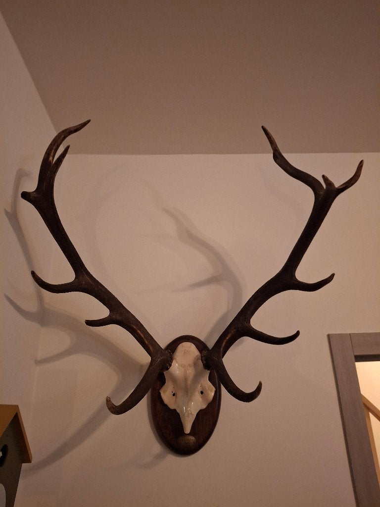 Gewei edelhert, Enlèvement, Neuf, Cerf, Bois ou Tête