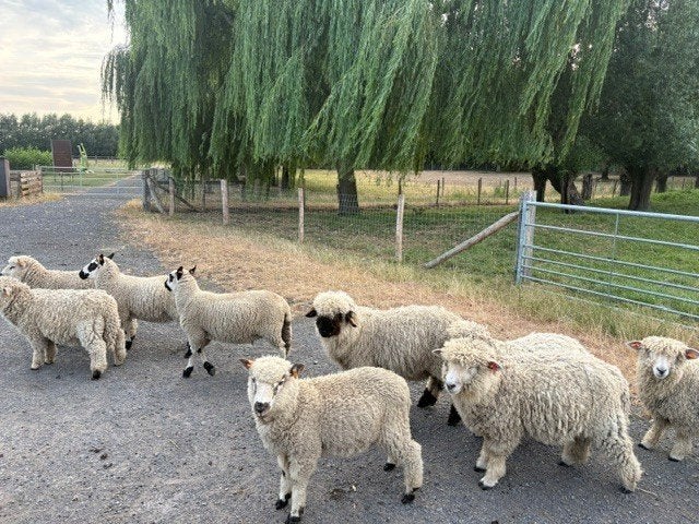 cadres de pépinière à vendre, Mâle, Mouton, 0 à 2 ans