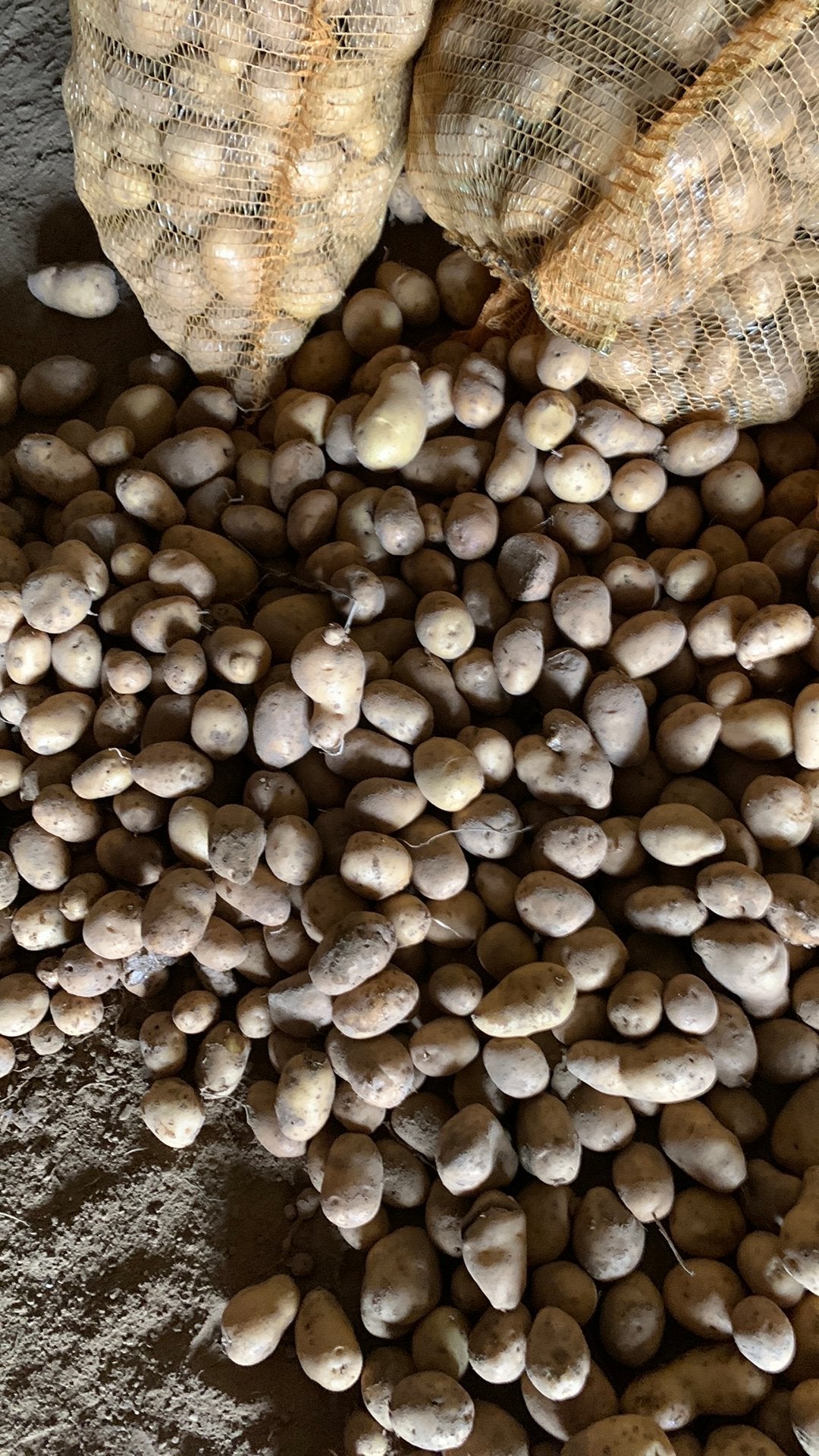 Voederaardappelen 4 euro/25 kg, Enlèvement