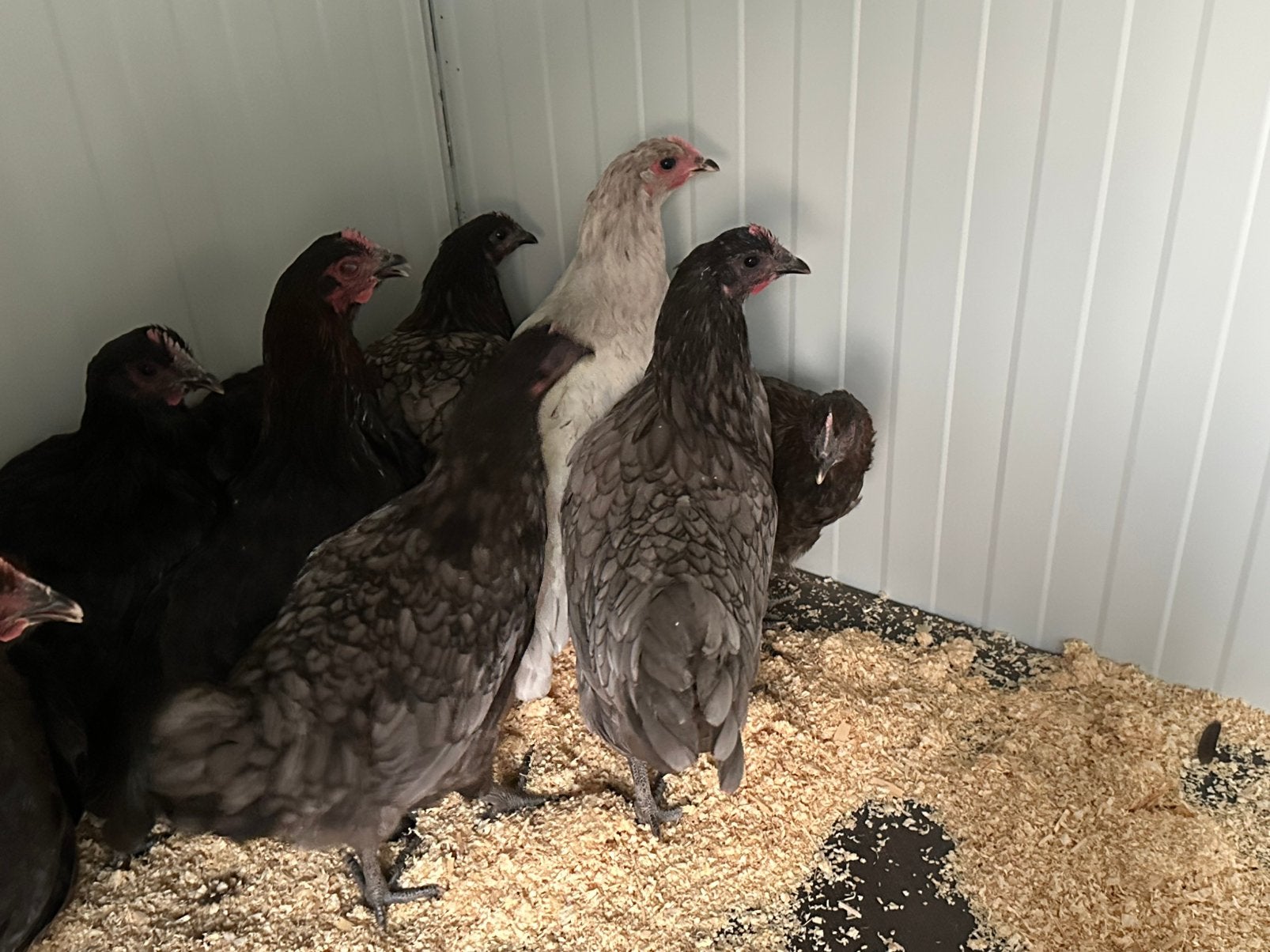 Australorp zwart blauw en splash