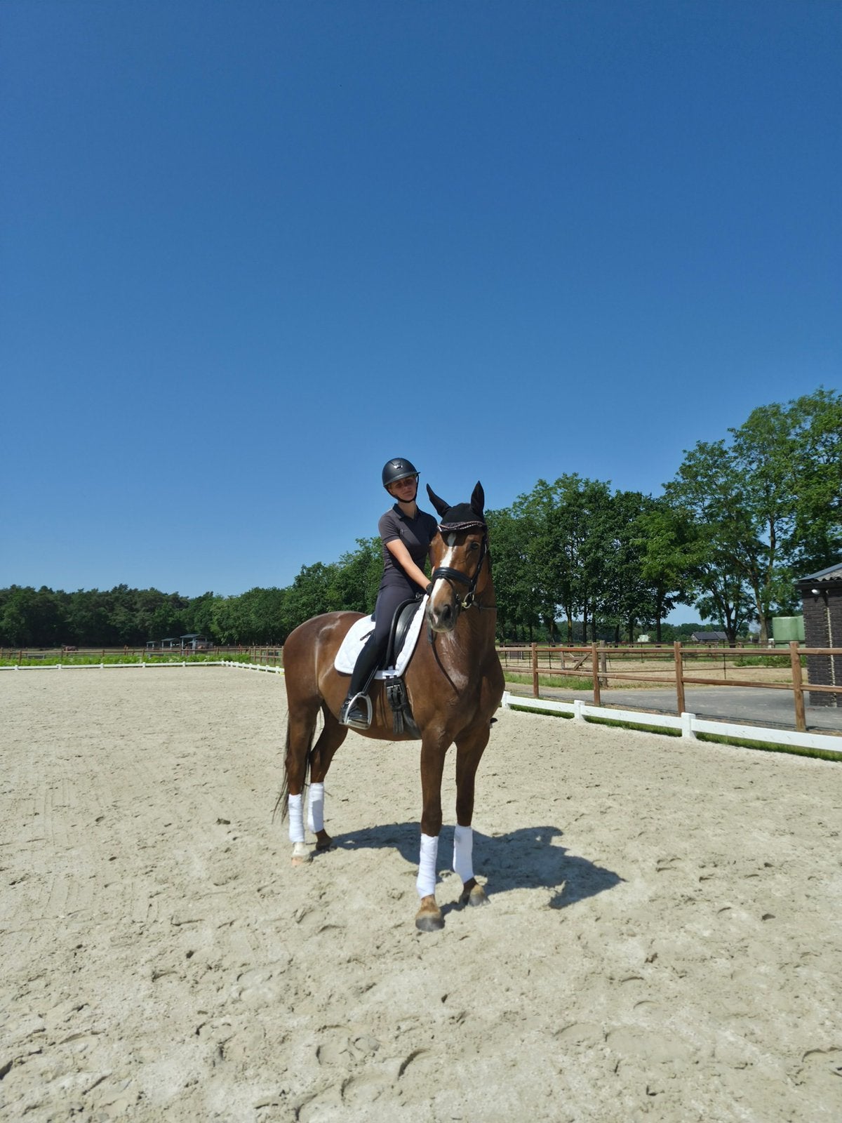 Dressuurmerrie\projectpaardje\ fokmerrie, Cheval de dressage, Avec pedigree, L, 160 à 165 cm