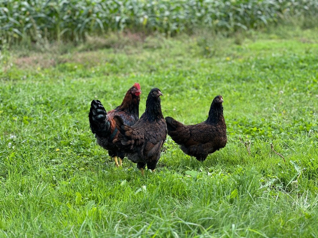 Jonge tamme Barnevelder bruin gezoomd gesekst & ingeënt, Dieren en Toebehoren, Vrouwelijk, Kip