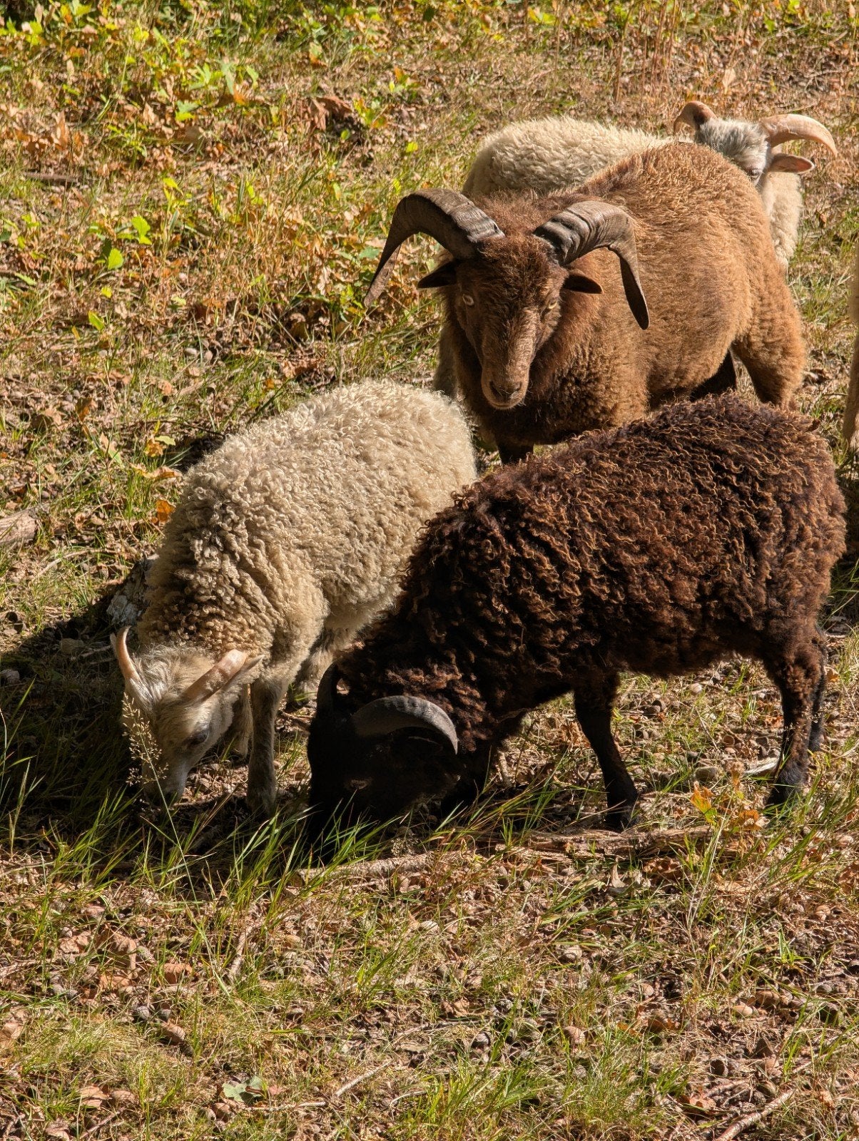 6 ouessant rammen, Dieren en Toebehoren