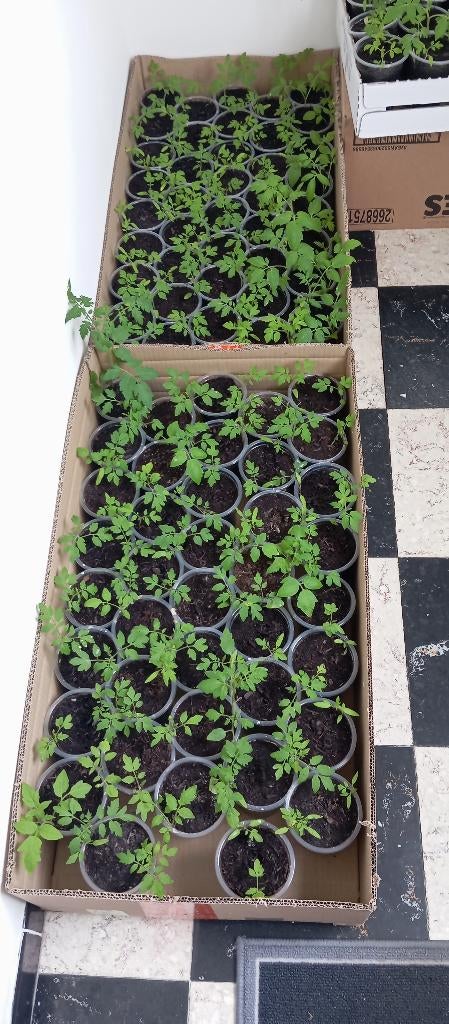 Chili tomaat 1euro, Tuin en Terras, Ophalen