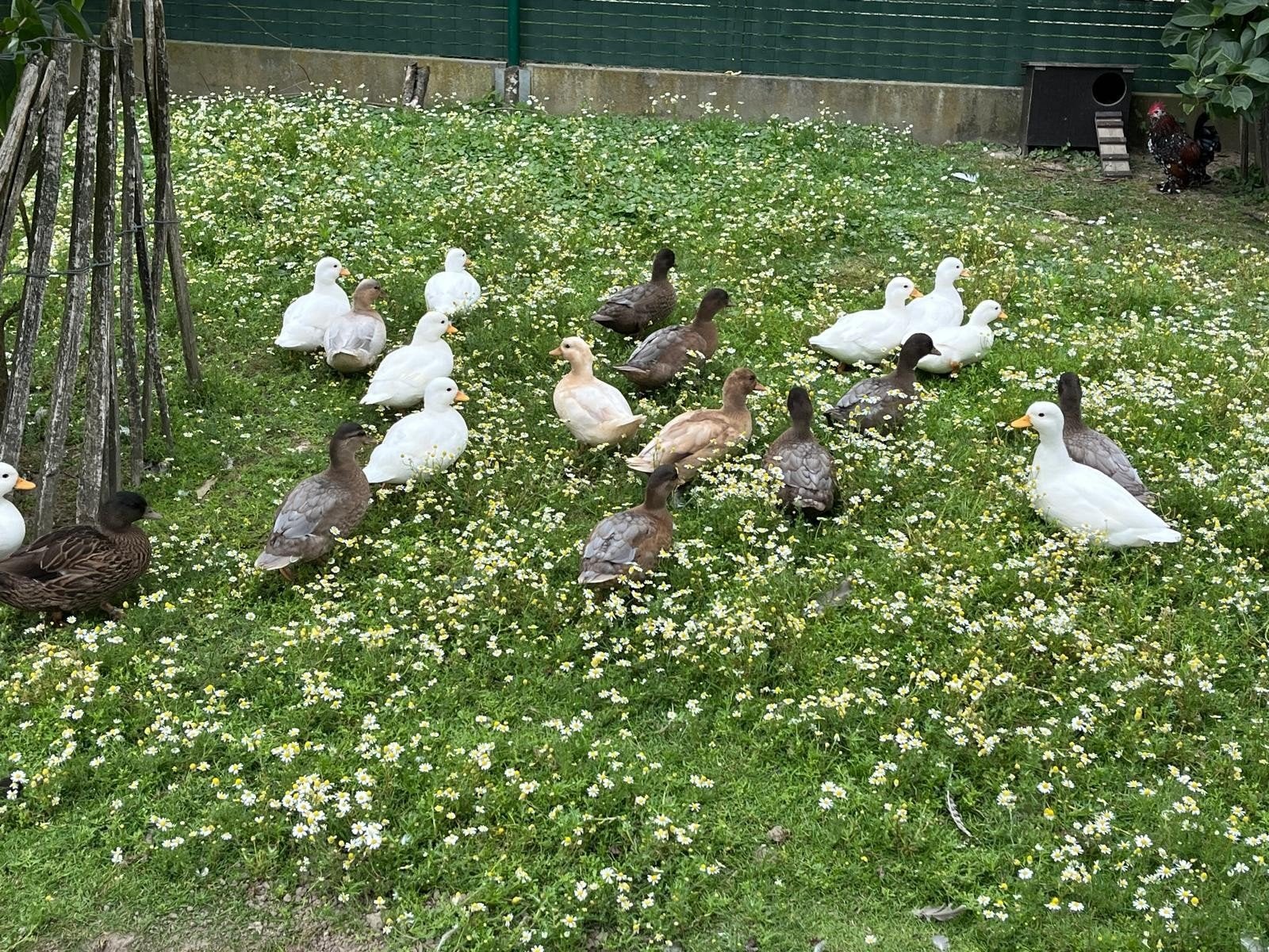 Croakers néerlandais
