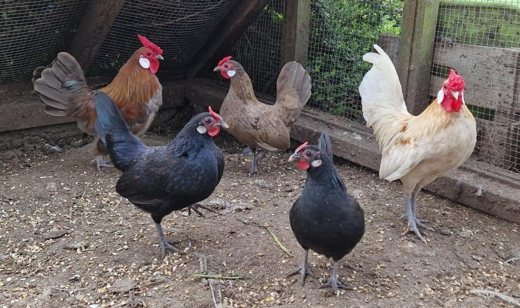 Broedeitjes gemengd toompje mooie java krielen, Dieren en Toebehoren, Pluimvee