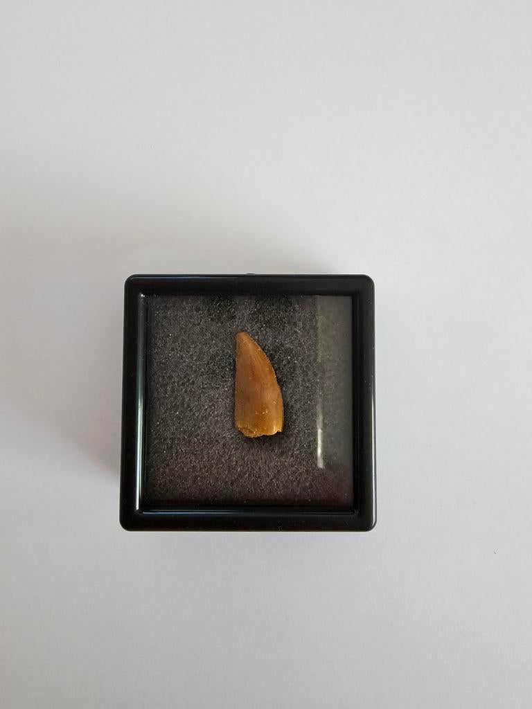 Abililsaurus tand, Verzamelen, Mineralen en Fossielen, Verzenden