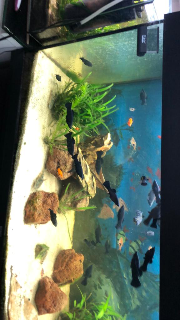 Mooie zwarte molly’s, Vis, Zoetwatervis