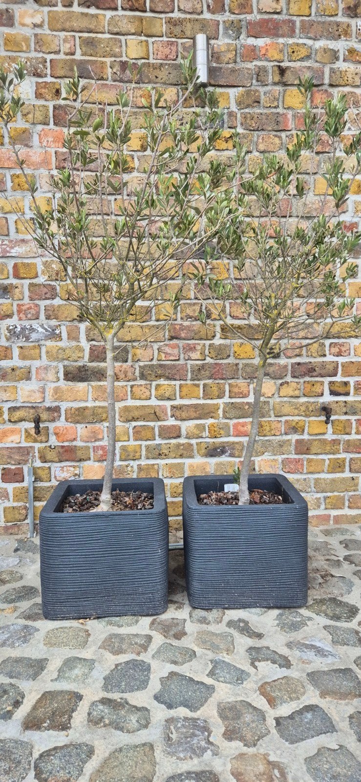 Mediterrane olijfbomen op stam + antraciet potten, Tuin en Terras, Planten | Bomen, Ophalen