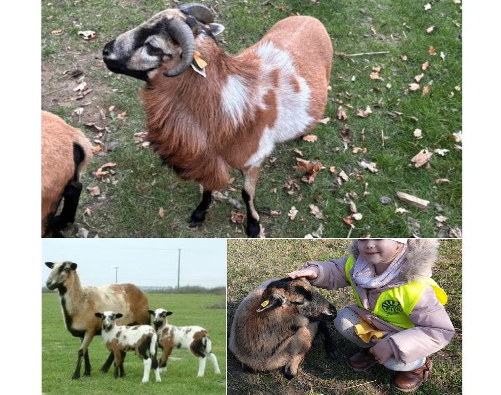 Moutons du Cameroun, beaux béliers et brebis, PAS RASER, Animaux & Accessoires, Mouton