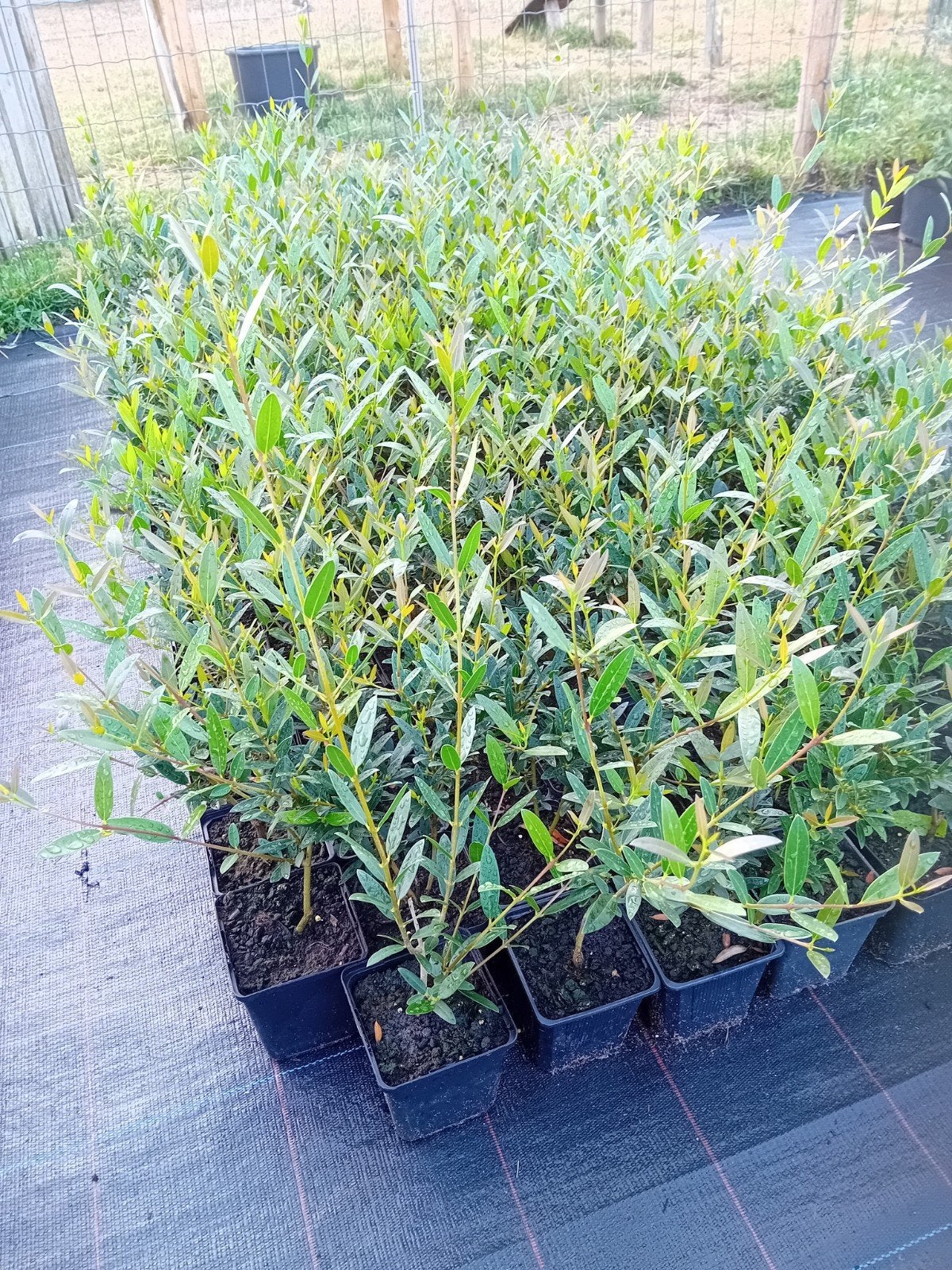 Phillyrea Angustifolia, Enlèvement