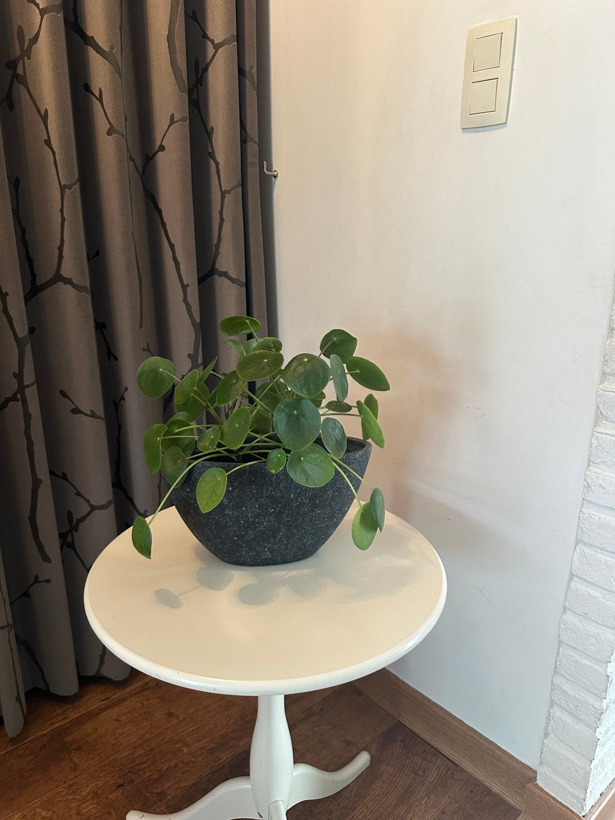 3x Pannenkoekplant / Pilea peperomioides met bloempot, Huis en Inrichting, Ophalen, Zo goed als nieuw