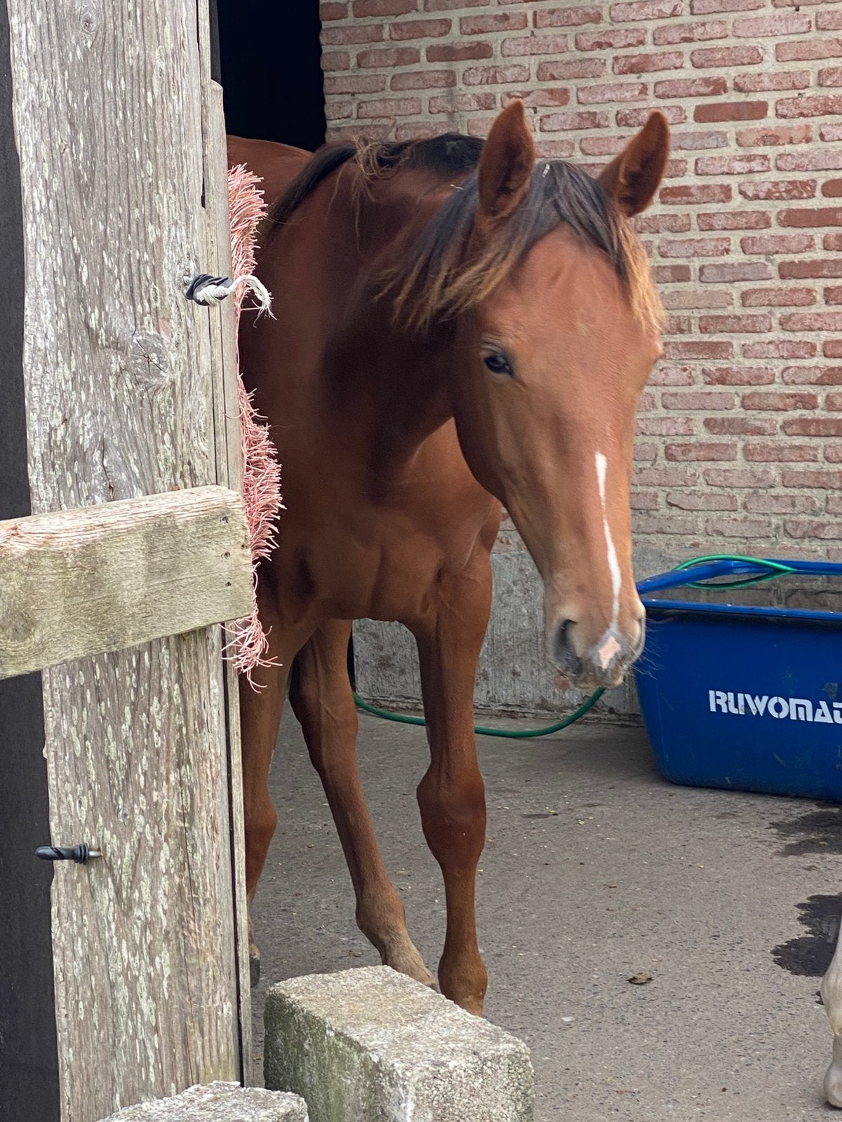 Chique jaarling te koop!, Dieren en Toebehoren, Merrie, Springpaard, Minder dan 160 cm, Met stamboom