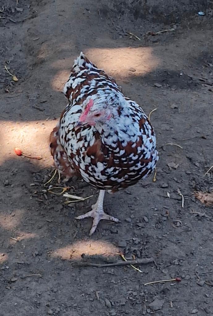 Sussex porselein kriel