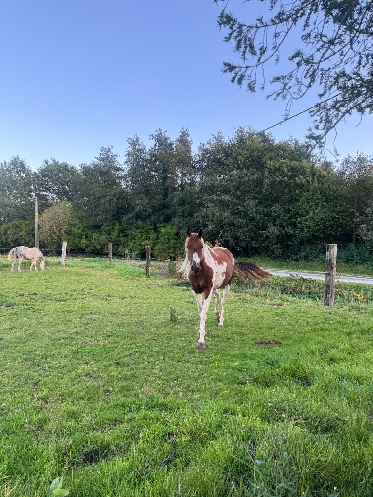 Paardje te koop., Dieren en Toebehoren, Merrie